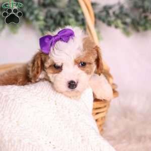 Marigold, Mini Bernedoodle Puppy